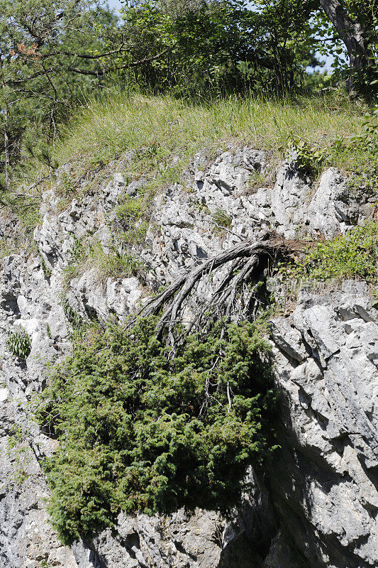 杜松(Juniperus communis)绞刑